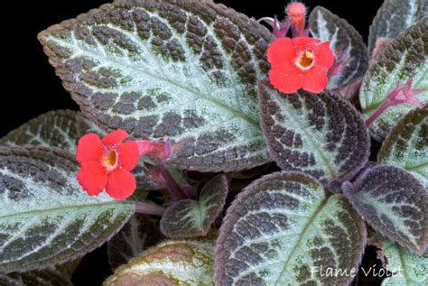 Episcia Flame Violet Houseplants